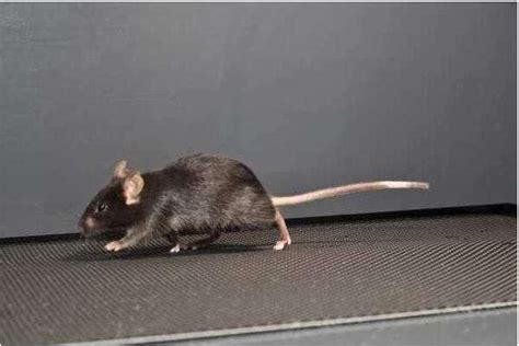老鼠为什么不敢跑,为什么老鼠不能吃什么