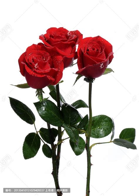 哪个颜色的玫瑰花,玫瑰花有几种颜色