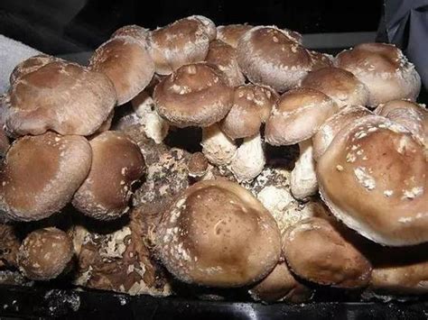 冒充松茸的蘑菇 黄蘑菇松茸