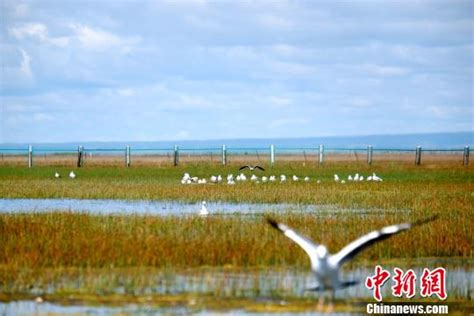 探访青海湖关停景区：“人退绿来”路边即是鸟窝