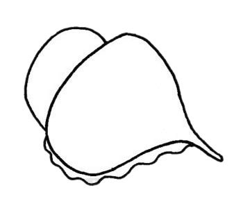 好看的海螺简笔画要怎么画,怎么画海螺