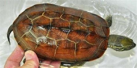 乌龟的饲养方法