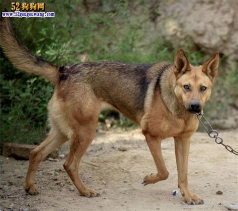 什么是德国绒毛狼犬,宠物德国绒毛狼犬的习性特征与喂养等介绍