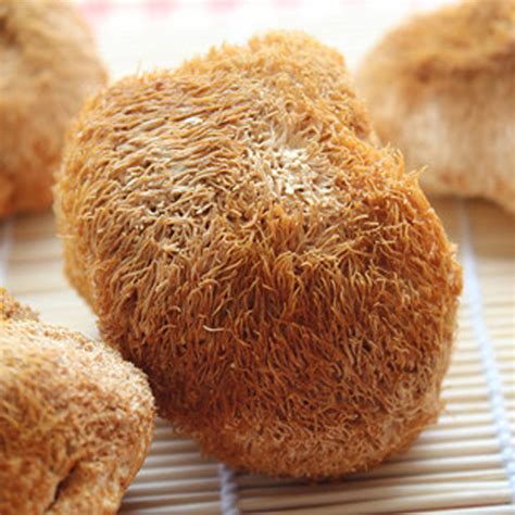 猴头菇被称为四大名菜之一 松茸和猴头菇的功效