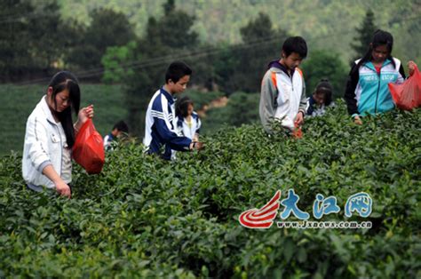贵州哪里要采茶工,哪里需要采茶工