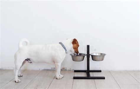 狗为什么要把食物从碗里叼出来,狗狗推碗里食物为什么