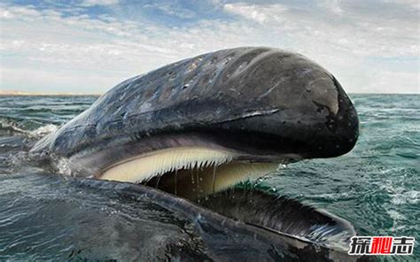 鲸为什么是哺乳动物,鲸既是哺乳动物用肺呼吸
