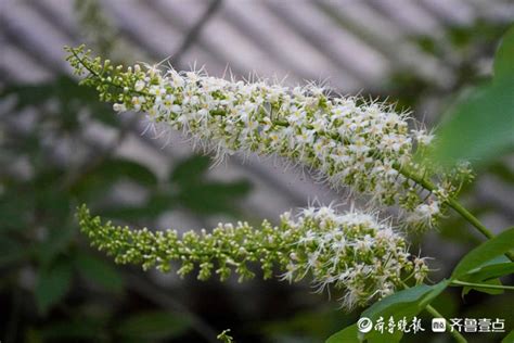 七叶树种子花期和开花时间是什么时候