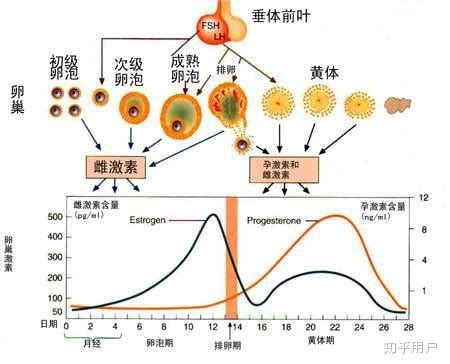 女性排卵期后同房会怀孕吗