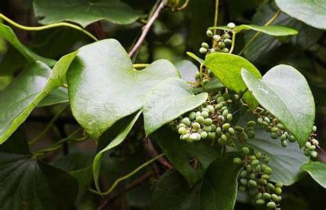 哪里有种植防已