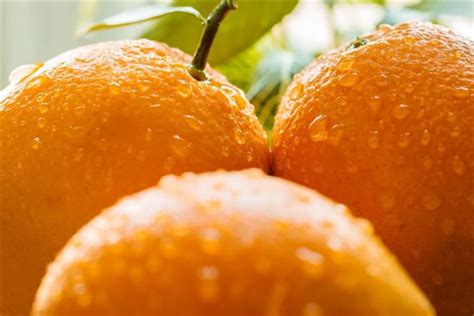 孕妇感冒可以吃橙子吗?