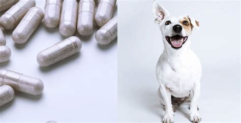 狗狗吃了驱虫药为什么会吐,为什么狗狗吃了益生菌过一会要吐