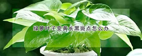 绿箩_关于植物的写事作文700字(共计9则)