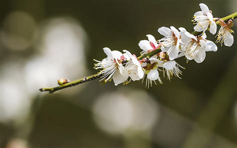 白梅花是什么花