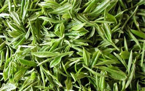 中国的绿茶品种有哪些,全国哪里的绿茶最好喝