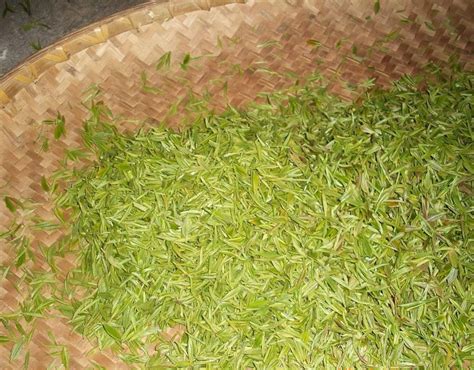 广西出的茶叶为什么叫信阳毛尖,山东特产茶叶有哪些
