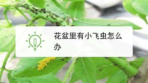 怎么才能消灭花盆里的黑色的小飞虫?