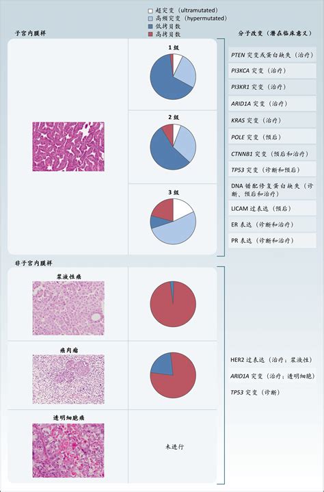 子宫内膜和月经的关系