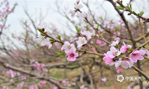 李茂山的《桃花乡》 歌词