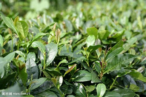 怎么区分古树茶与大树茶,什么是双重预防机制