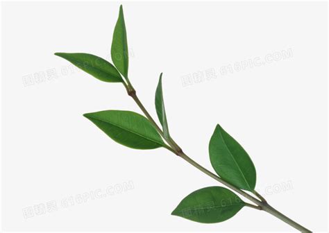 茶树枝有什么药用价值,农村种植的一种树木
