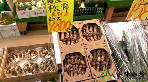 在日本松茸多少元,一斤松茸多少元