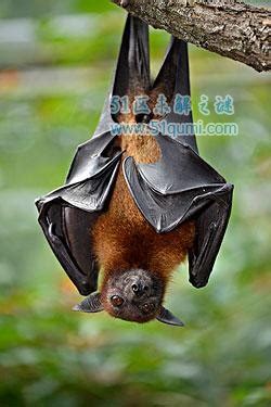 世界上最恐怖的蝙蝠