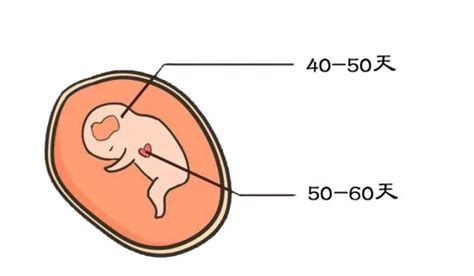 怀孕六周未见卵黄囊胎芽