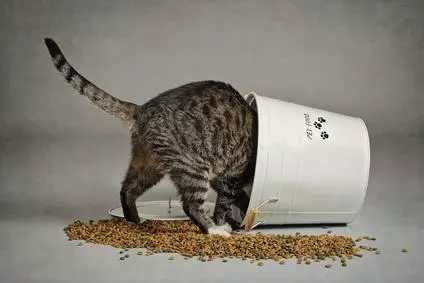 成猫一天喂多少猫粮,猫咪一次喂多少