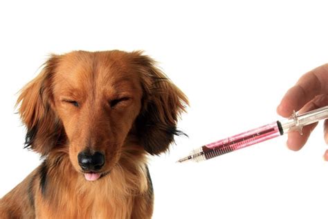 狗狗为什么要接种疫苗,为什么要给狗打疫苗