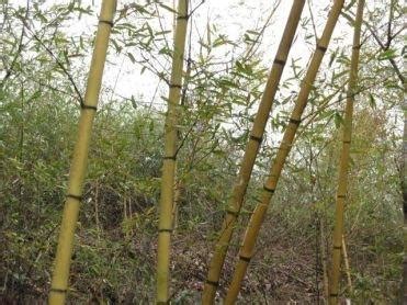 怎么样才能养好金竹?