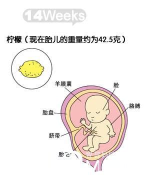 孕32周胎儿发育标准值