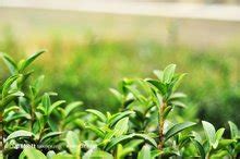 大树茶叶和小树茶叶怎么看出来,普洱茶大树茶和小树茶如何分辨