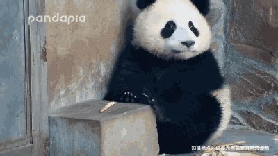 为什么熊猫这么萌,偏偏大熊猫人气这么高