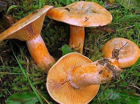 松茸菌有多少种食用方法,新鲜松茸菌的食用方法