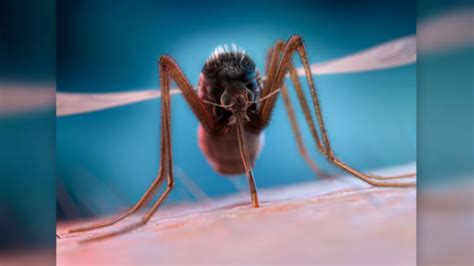 蚊子为什么会存在,蚊子也是世界的一员