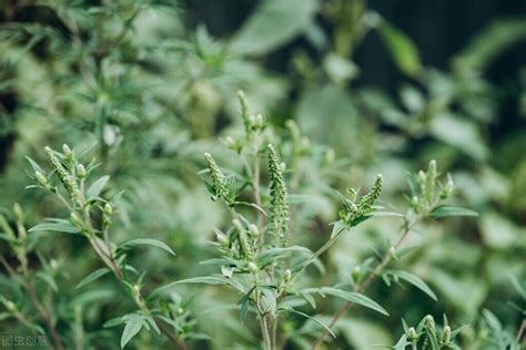 海豚草是一种什么植物,学名是什么?