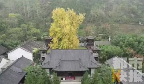 古观音禅寺银杏树叶黄了 想去参观的快网上预约