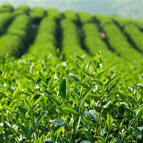 绿茶主要产区采摘时间信息汇总,茶叶种植多久可采摘