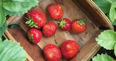 如何种植草莓？