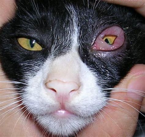 猫咪患上猫鼻支,猫鼻支有什么症状