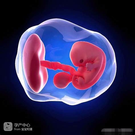 胎儿发育指标对照表