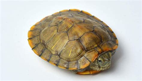 巴西龟是一种什么龟