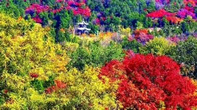 北京西山十二景之“深秋红叶”，如期而至