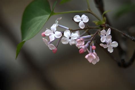 9、10月丁香花开吗?