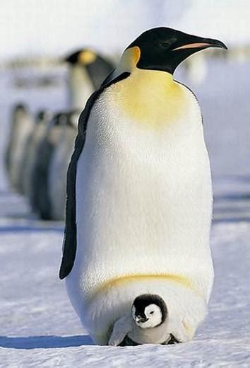 马达加斯加的企鹅[国语版]电影免费观看,企鹅如何防御