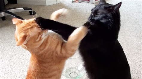 为什么瘦人打架很厉害,猫为什么打架很厉害