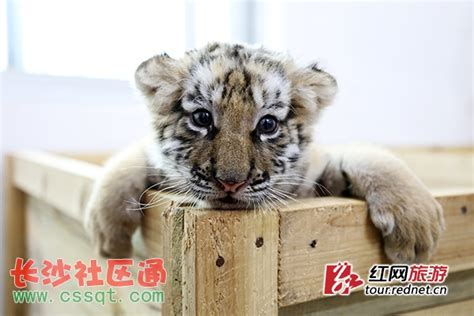 小孩不上小小班直接上小班的话对将来有影响吗？