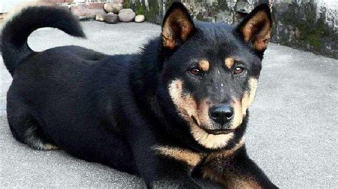 怎么樣才能訓一條好的德國黑背犬從基本到兇猛!