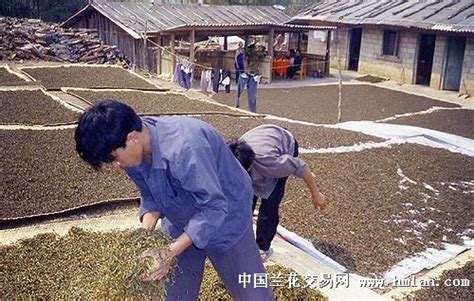 班盆茶大概多少钱,探访班盆拉祜老寨古茶山